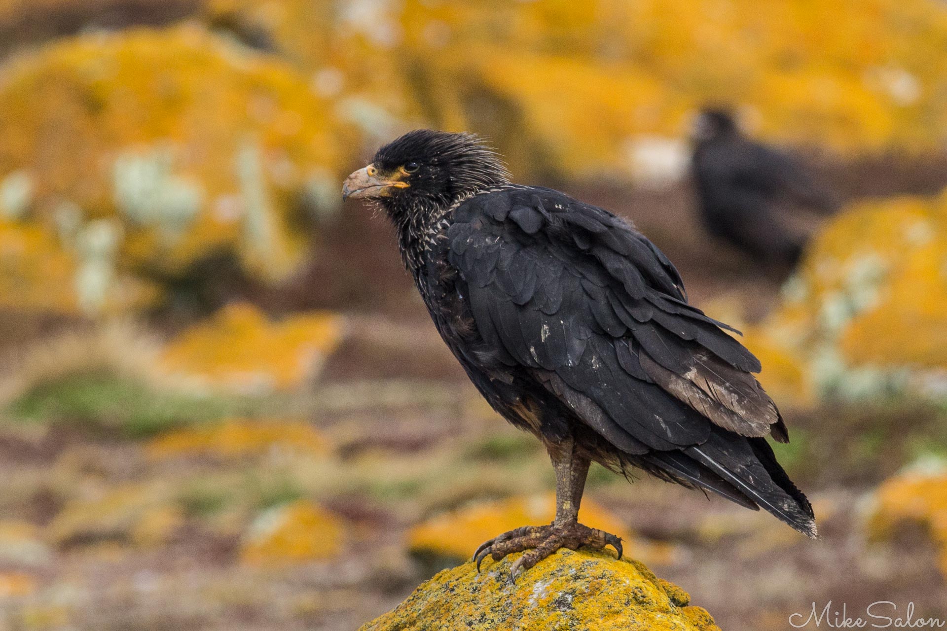 Caracara of Steeple Jason : Striated Caracara (Falcon) on Steeple Jason in the Falklands, known locally as Johnny Rook. (IMG_0486.jpg)<br>Camera: Canon EOS 60D