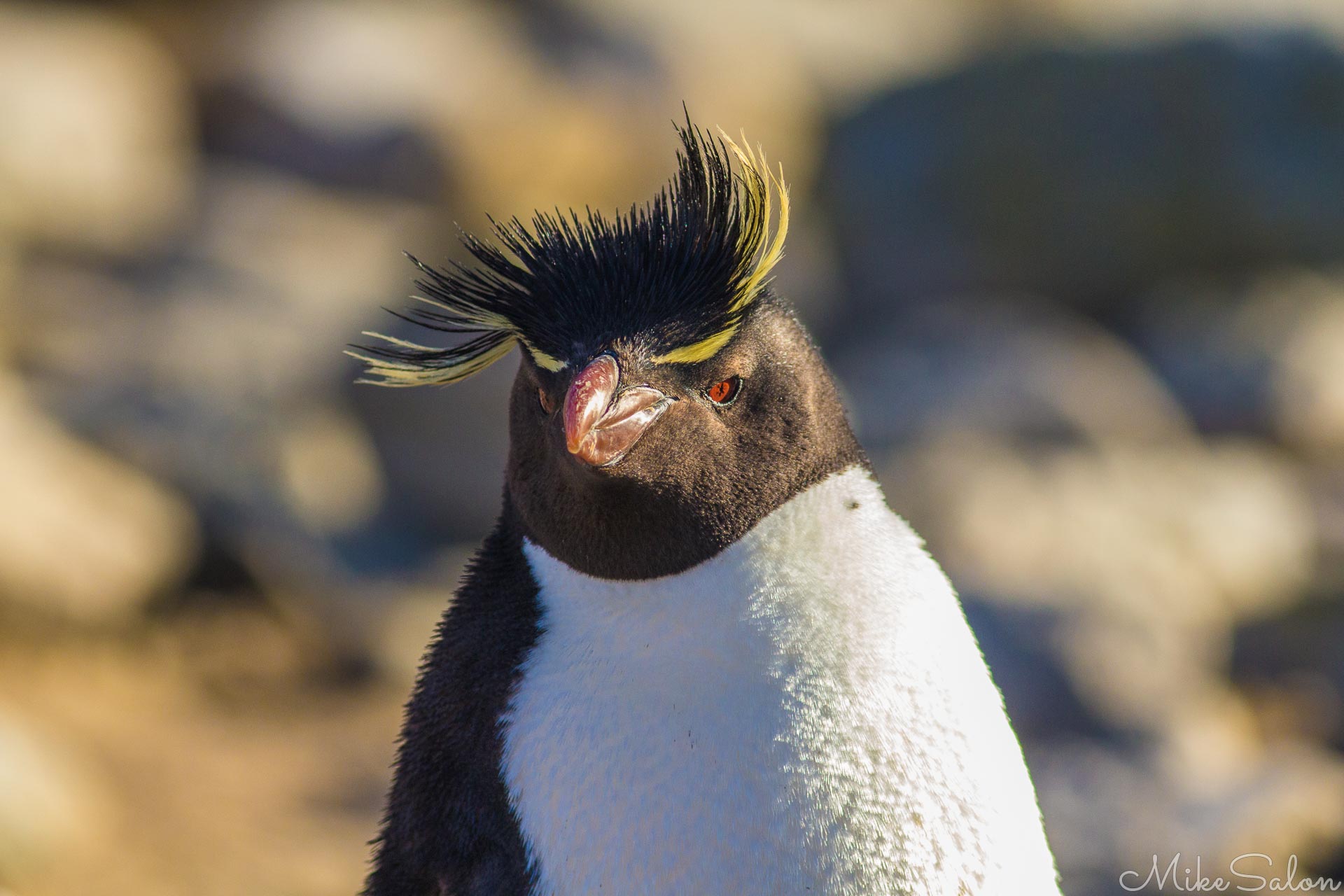 Rockhopper Penguin in the Falklands : The rockhopper penguin on New Island, red eyed and cute hairdo! (IMG_0635.jpg)<br>Camera: Canon EOS 60D