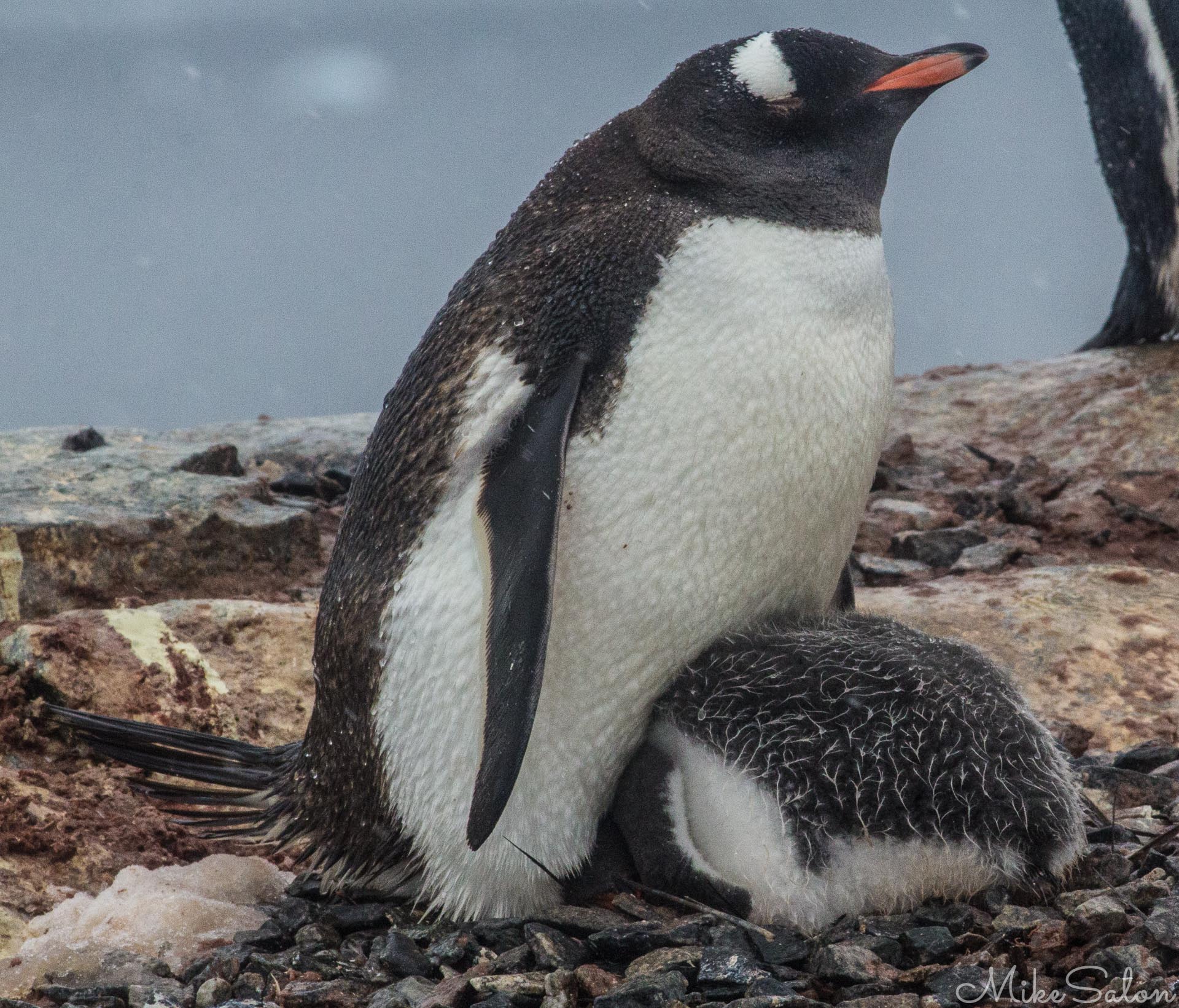 Camera Shy Youngster : This gentoo chick doesn't want to face the real world today. (IMG_6987-Edit.jpg)<br>Camera: Canon EOS 60D