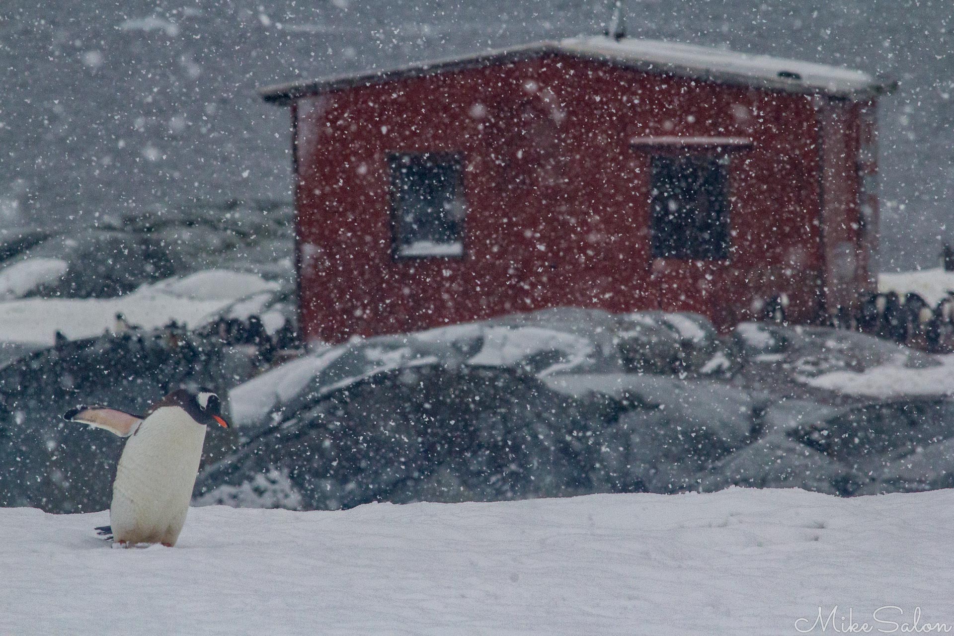 Foul Weather Refuge : The refuge hut on Petermann Island would be a welcome sight when needed. (IMG_7023.jpg)<br>Camera: Canon EOS 60D