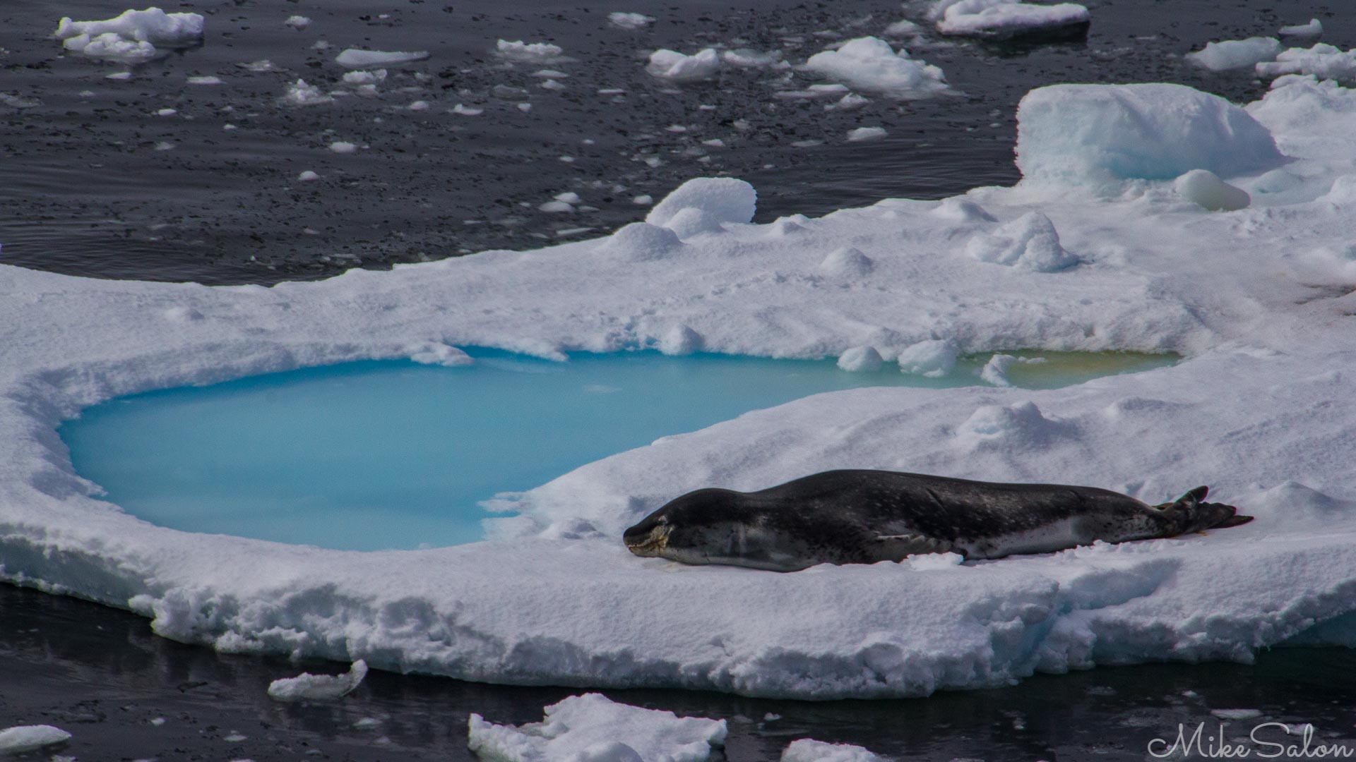 Private Swimming Pool : Crabeater seal relaxing on his private island complete with pool. (IMG_7169.jpg)<br>Camera: Canon EOS 60D
