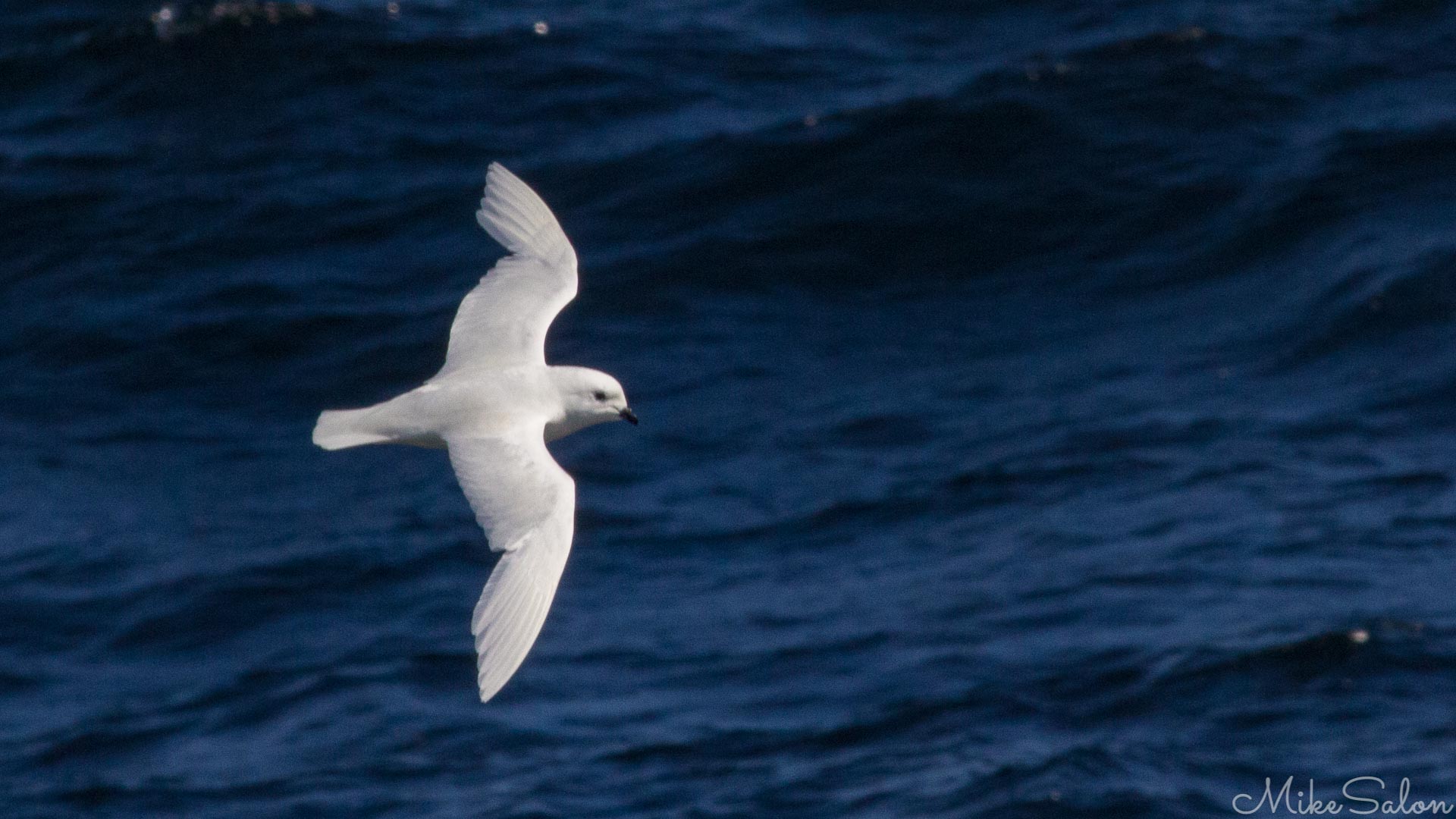 Snow Petrel : A pure white Snow Petrel exploits updrafts in Bransfield Strait. (IMG_7247.jpg)<br>Camera: Canon EOS 60D