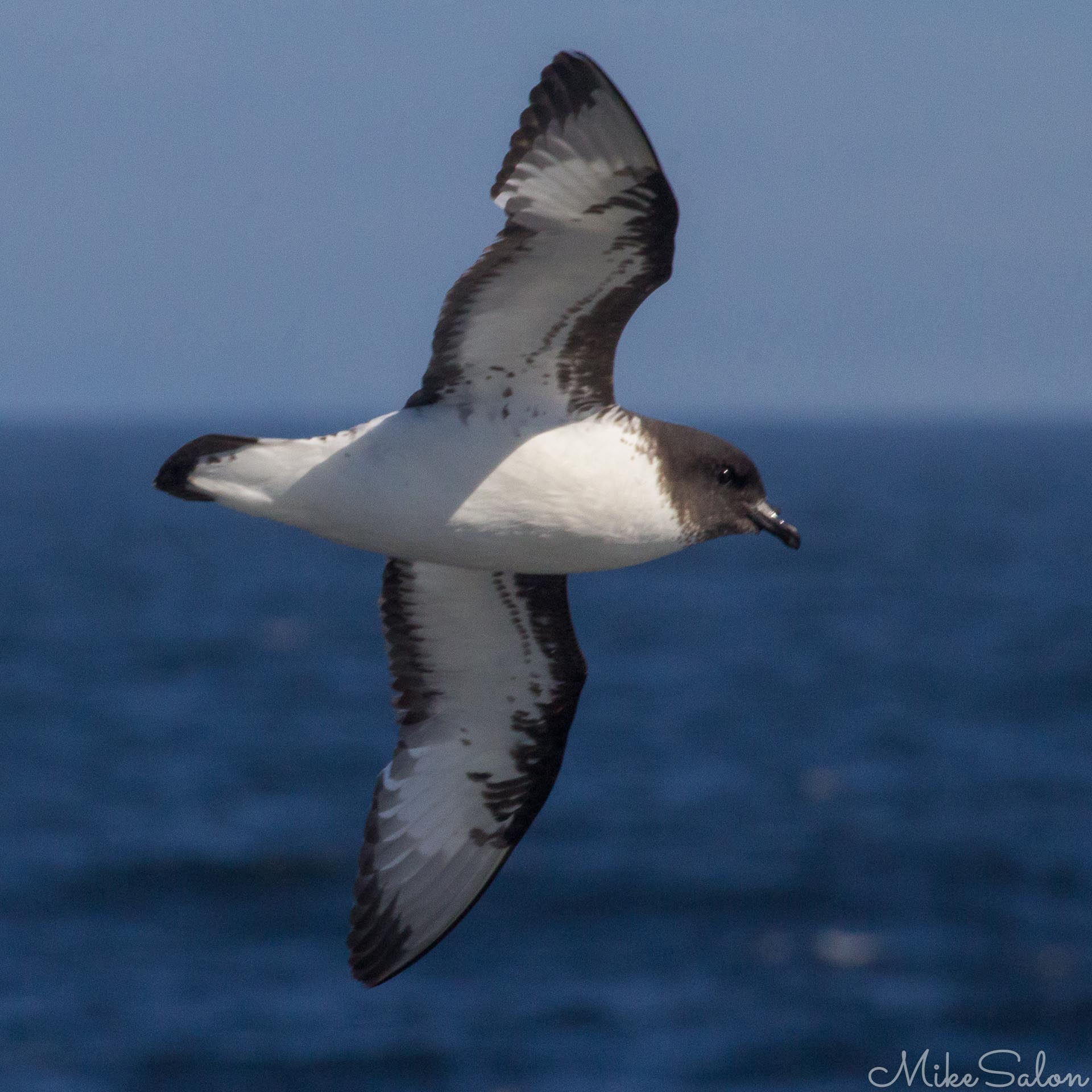 Cape Petrel : Cape Petrel in flight in Bransfield Strait. (IMG_7275.jpg)<br>Camera: Canon EOS 60D