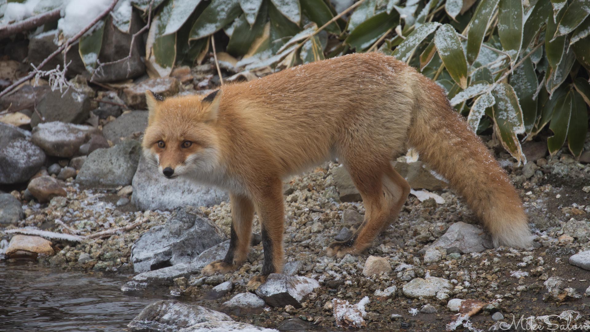 Hokkiado Red Fox : Red fox by the Shibetsu River near the Yoroushi Hot Spring (0D0A0128.jpg)<br>Camera: Canon EOS 5D Mark IV