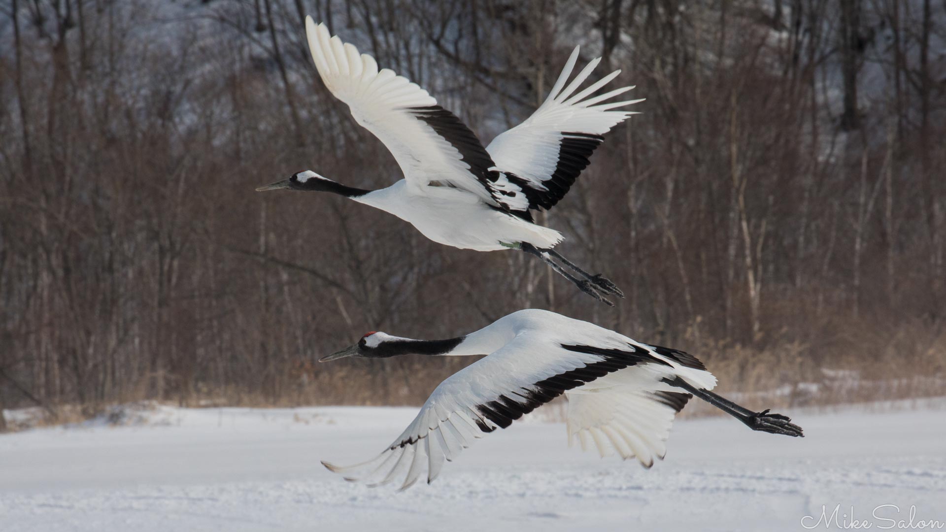 Red-Crowned Cranes : Endangered red-crowned cranes are now nurtured through winter in Hokkaido. (0D0A0683.jpg)<br>Camera: Canon EOS 5D Mark IV