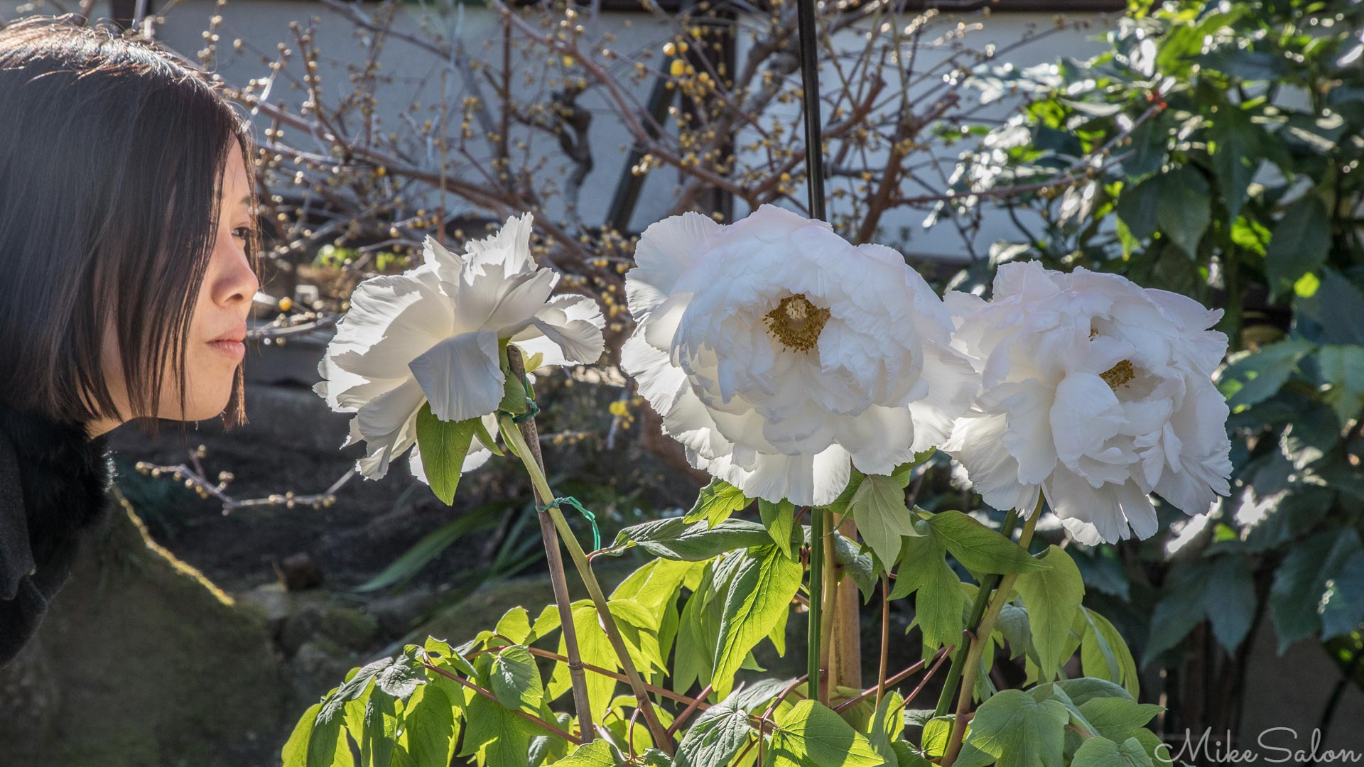 Ueno's Peony Garden : Appreciation of the flowers in the Ueno Toshogu Peony Garden. (0D0A6082.jpg)<br>Camera: Canon EOS 5D Mark IV