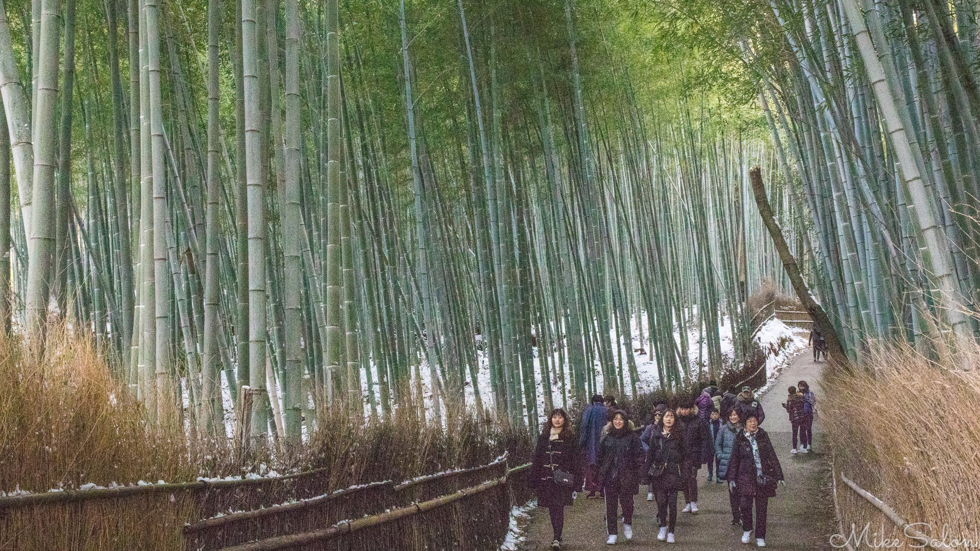 Arishimaya Bamboo Forest : People flock to enjoy the bamboo grove here in Kyoto's north west. (0D0A7790.jpg)<br>Camera: Canon EOS 5D Mark IV