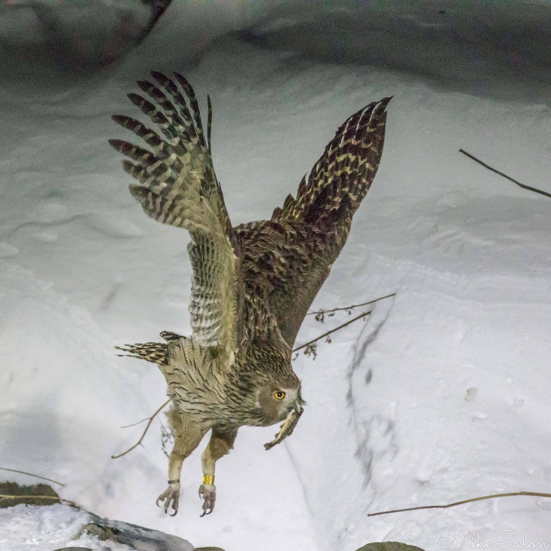 Blakistons Fish Owl : This endangered owl lives up to his name! Thought to be only 100-150 in Japan, the Blakiston's owl is sacred to the Ainu people. (0D0A9261.jpg)<br>Camera: Canon EOS 5D Mark IV