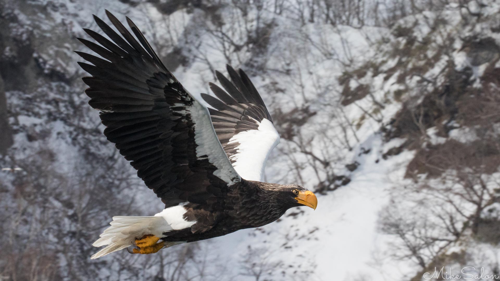Stellars Sea Eagle : Listed as vulnerable, the Stellars Sea Eagle hangs around the harbour of Rausu in Hokkaido. (0D0A9779.jpg)<br>Camera: Canon EOS 5D Mark IV