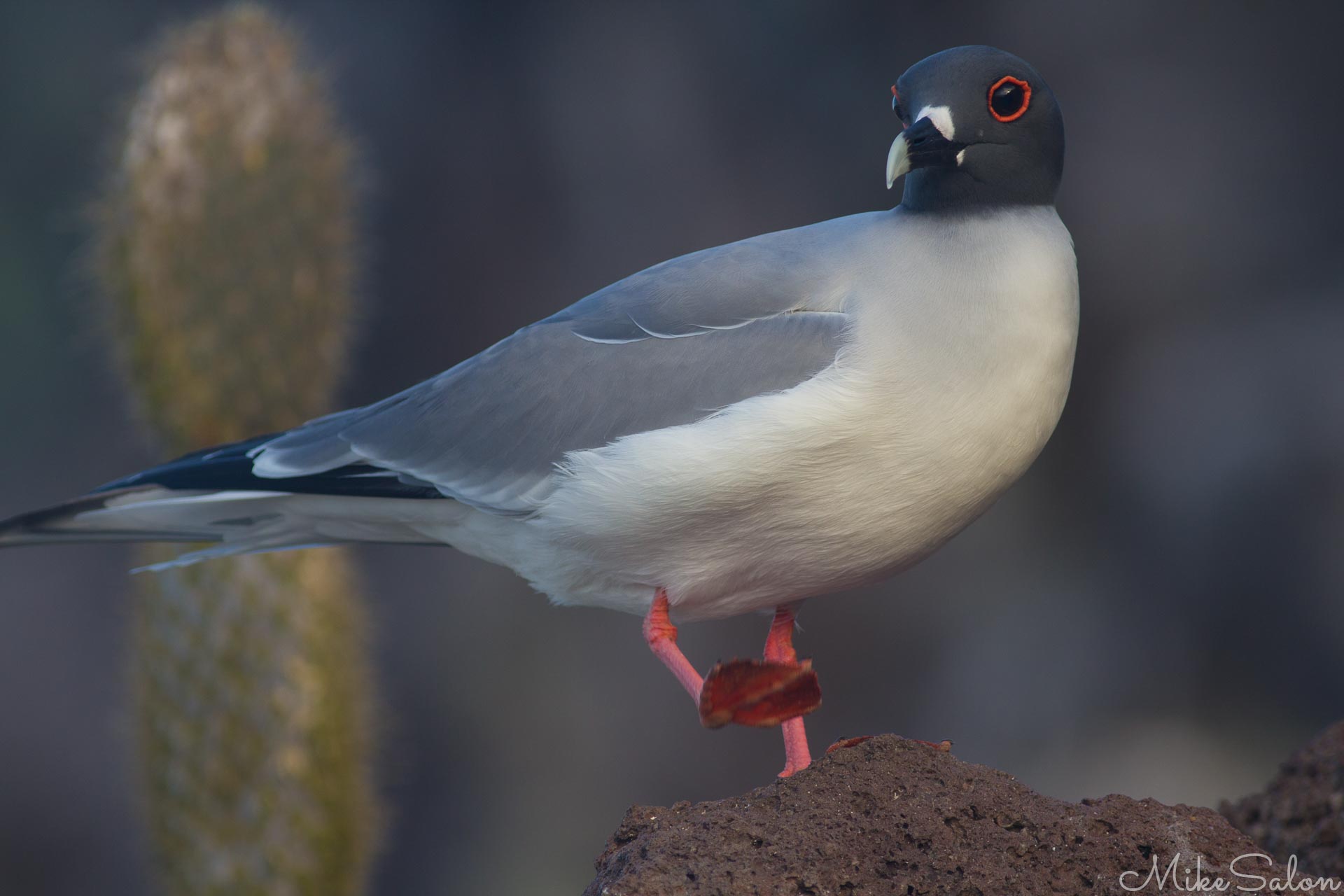 Nature : Swallow-tailed Gull (IMG_9534.jpg)